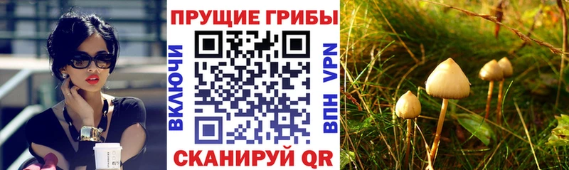 Галлюциногенные грибы Psilocybe  дарнет шоп  Нефтекумск 